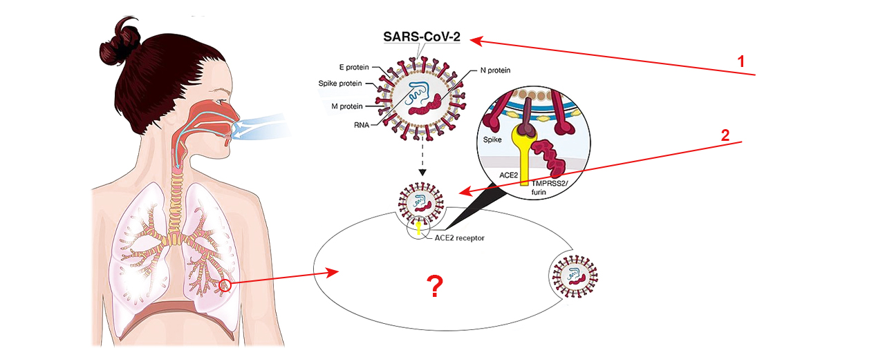 механизм заражения и размножения SARS-CoV-2